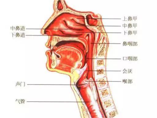 如何使用電子支氣管鏡：生產(chǎn)廠家提供的入境技巧指南